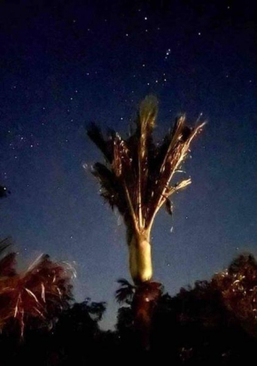 The Palms